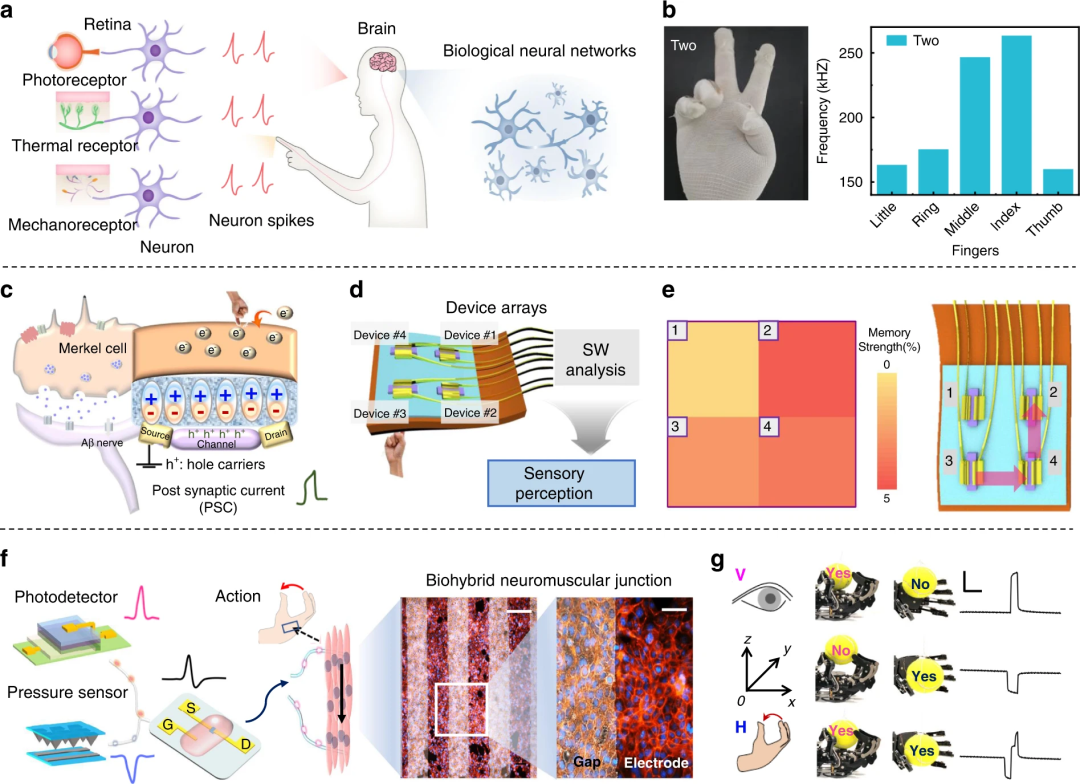 神经元设备和脑机接口有何渊源?